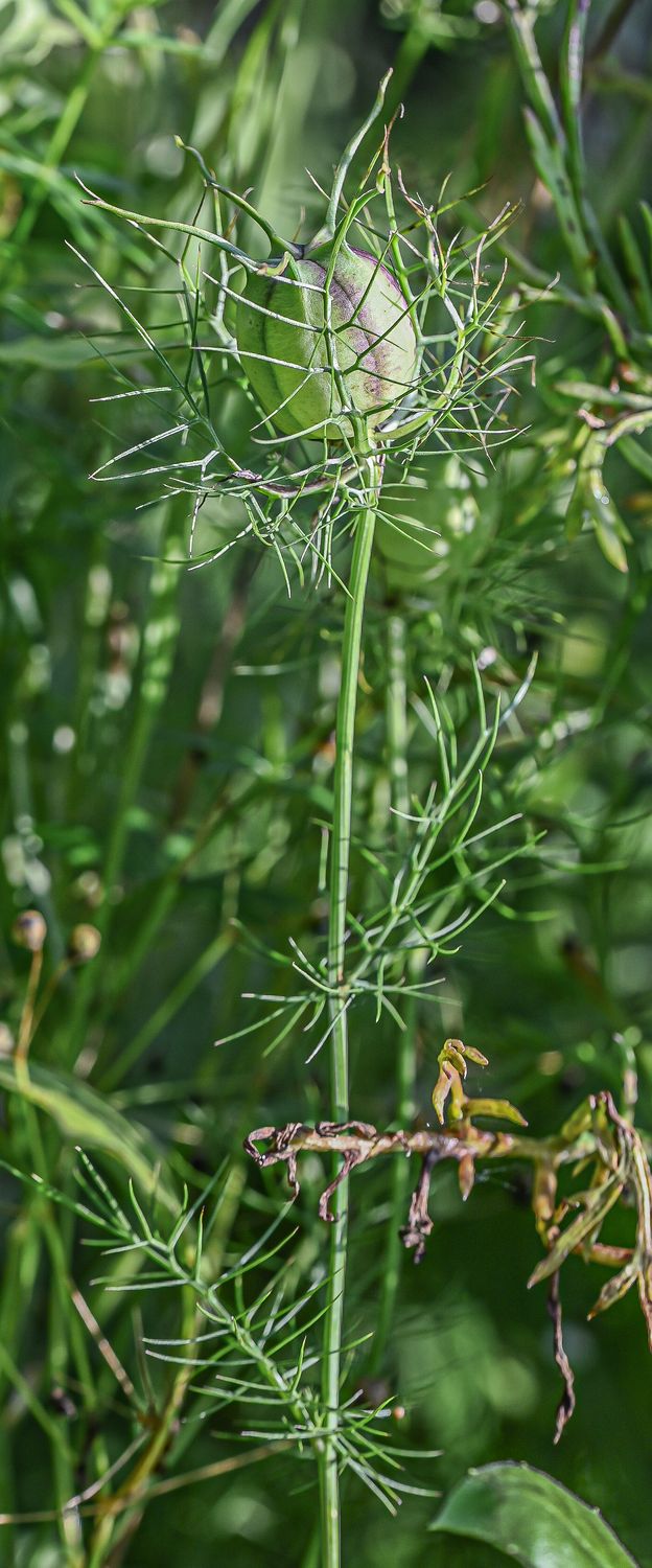 Türgi mustköömen 3