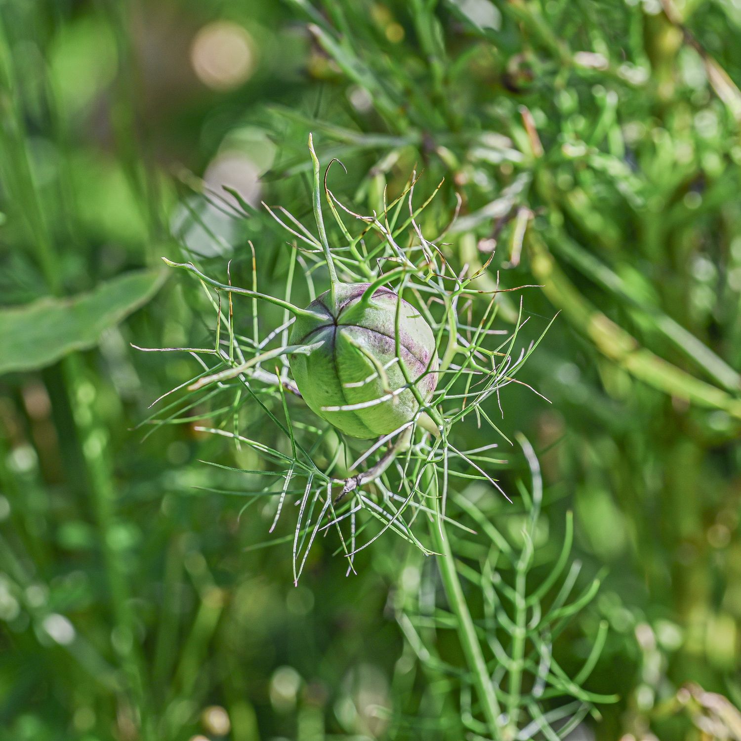 Türgi mustköömen 2