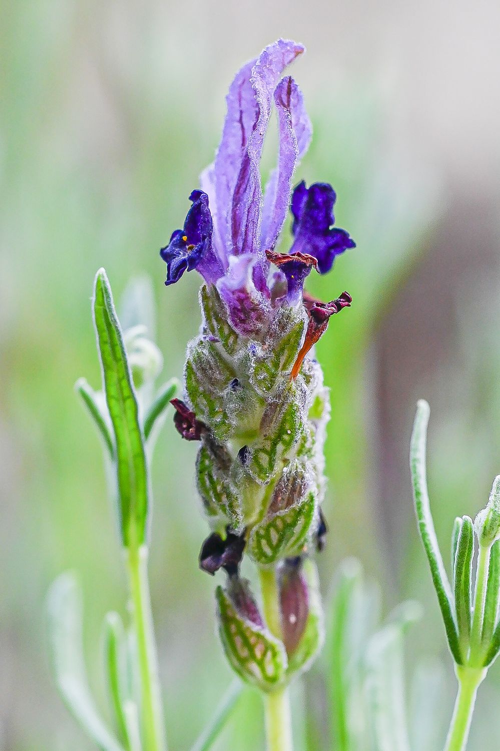 Prantsuse lavendel 2