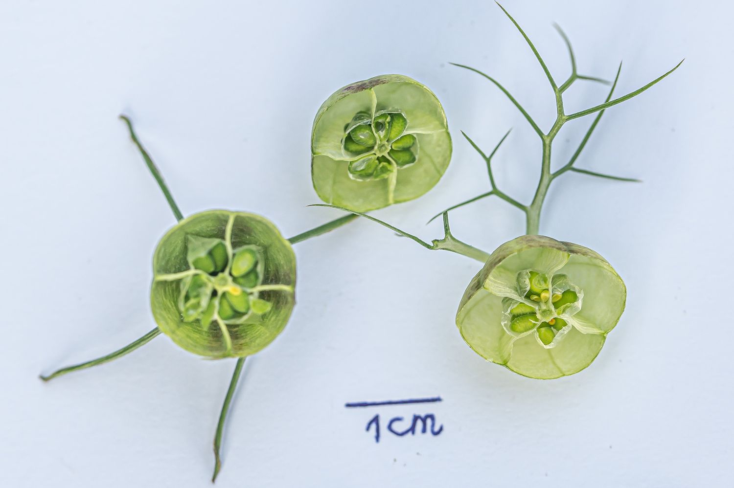 Türgi mustköömen 6